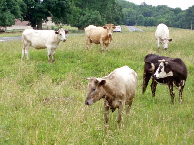 Cows on a pasture